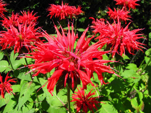 Spiky, red bee balm flowers, with green leaves in background