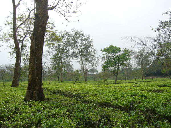 Tea plantation on completely flat ground, with large scattered trees throughout