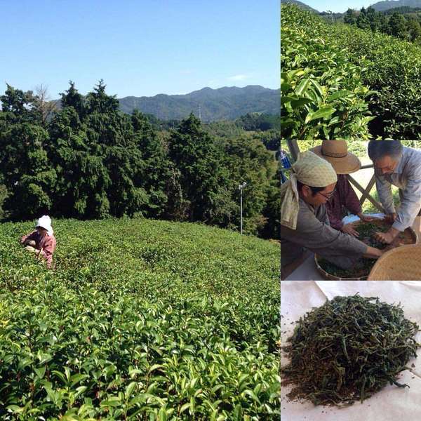 Collage of Tea Field, tea production, and finished green tea showing curvy, dark green leaf