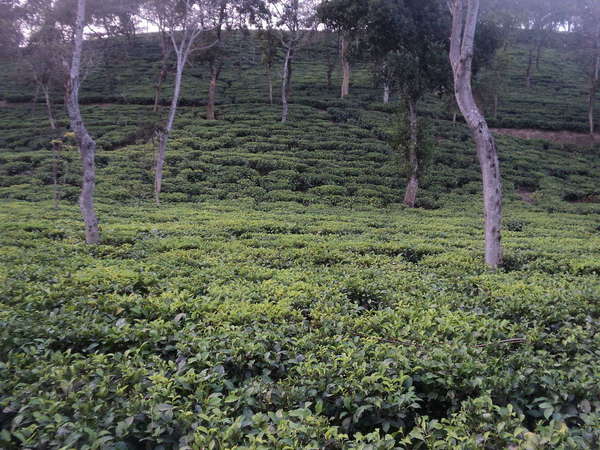 Dimly lit tea plantation with hillside rising in distance, scattered trees with slight twists in trunk