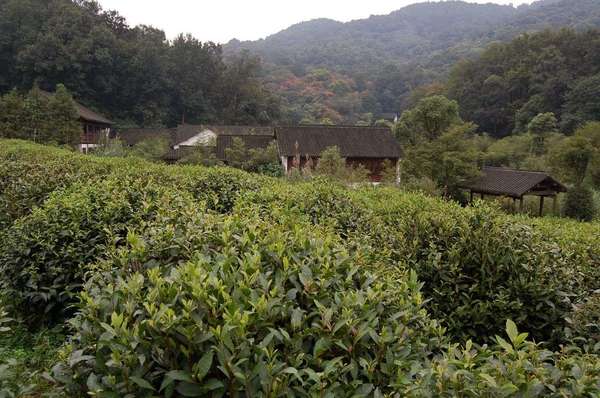 Dense tea shrubs in foreground, several buildings behind that, and lush forested hillsides in background