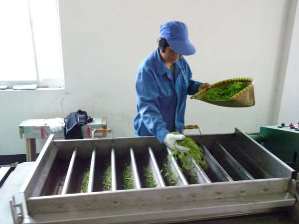 Person dressed in blue with a blue cap, shaking freshly-picked tea leaves from a basket into a row of small metal troughs in a plain, white room