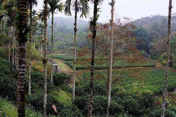 Narrow palm tree trunks in foreground, fields of tea in a low-lying area behind that, against a tropical landscape
