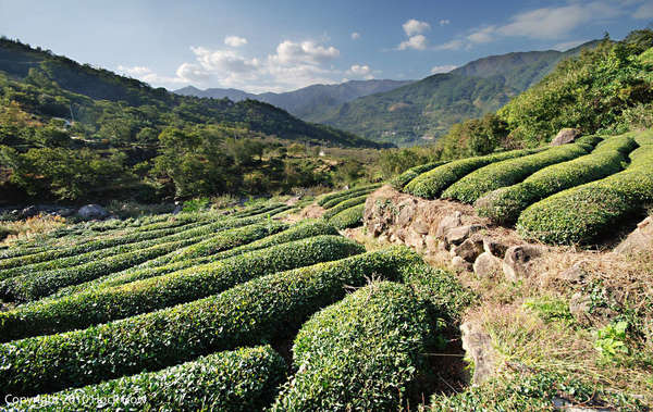 Round-topped rows of tea bushes with a stone wall, in a mountainous landscape