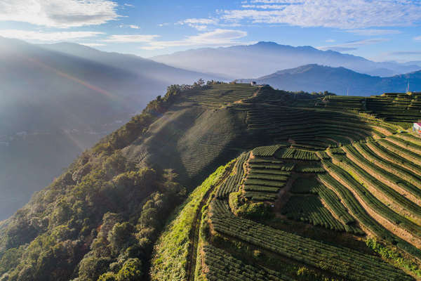 Overhead view of terraced tea fields in mountains, sun rays shining from the left