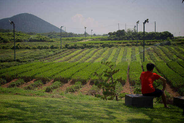Guy wearing a red shirt in front of a field of very low tea bushes, green mountain in background