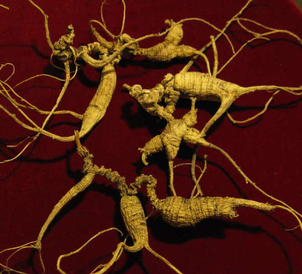 Yellow, branching, slightly wrinkled roots with narrow roots spreading from the edges, on a crimson background
