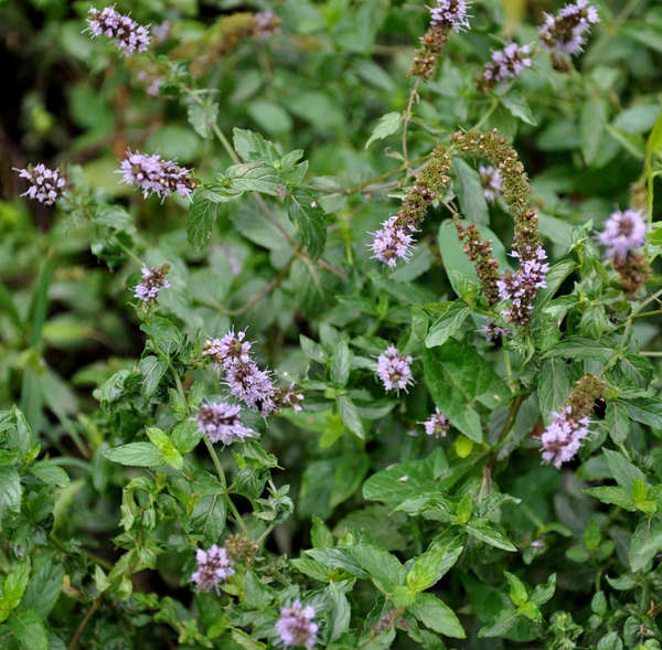 Dense but leggy growth of peppermint stems, topped by clusters of small lavender flowers