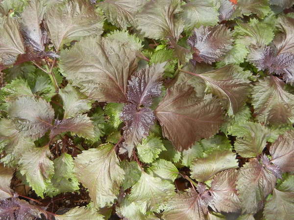 Coleus-like plant with broad, opposite, serrated leaves, reddish-purple through copper tones to light green in color