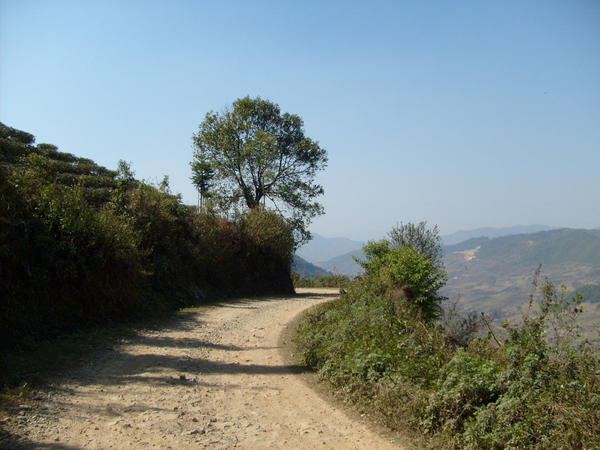 Curving dirt road, tea plantations on hillside rising to the left, scenic view of mountains on right