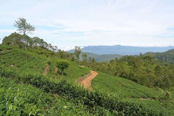Tea estates on a bright hillside, a dirt road winding through them, two distant mountain ridges in the background