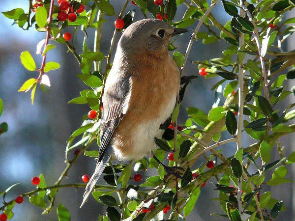 Bluebird, with gray-blue back and reddish breast, perched in branches with small, dark green leaves and bright red berries