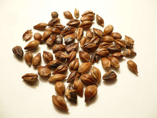 Large, brown, whole roasted barley kernels on a cream-colored background