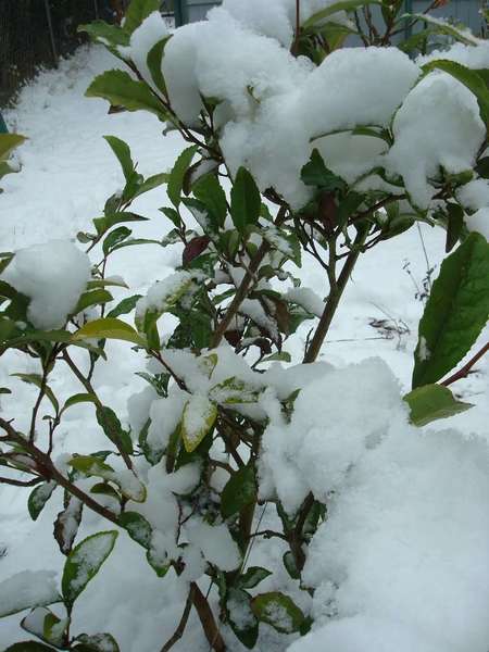 Tea plant, broadleaf evergreen with serrated leaves, covered in dense, wet snow