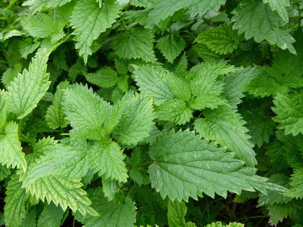 Stinging nettle plants, showing pointy, sharply--serrated leaves, oppositely arranged, covered in stiff hairs