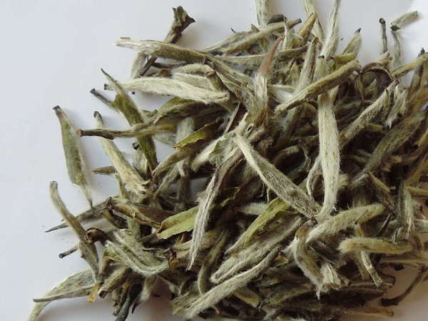 Loose-leaf tea buds, silvery and covered in fine hairs