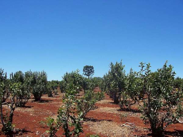 Sickly-looking shrubs under a clear blue sky, in exposed reddish soil