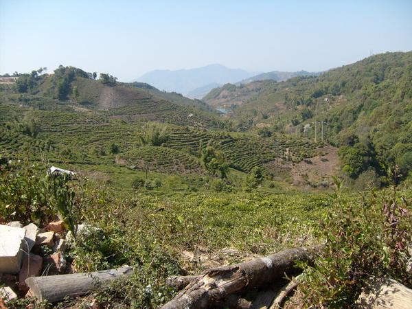 Mountain scenery, rows of tea plantations lining a nearby hillside, recently cut wood in foreground