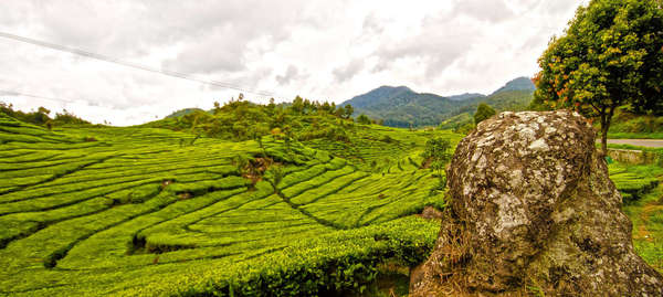 Panorama of curvy rows of tea fields covering rolling hills under a cloudy sky, with mountains in the background