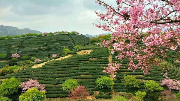 Pink cherry blossoms and yellow-green trees dotting a landscape of rows of tea plantations on a hillside