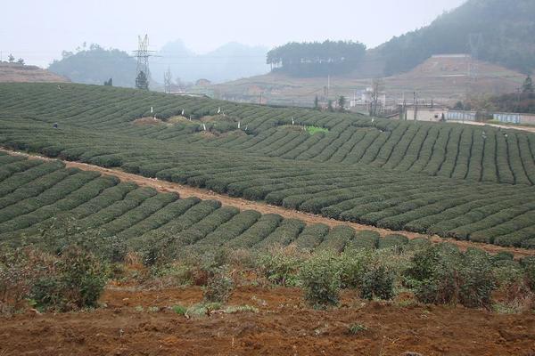 Neat, regular rows of tea growing in a massive expanse, a powerline tower in background