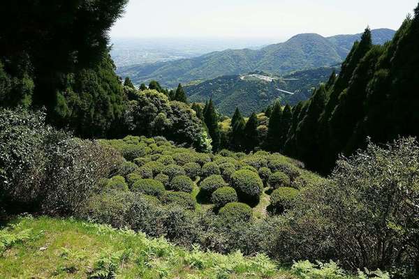 View looking down into a valley, tea bushes pruned into round shapes, dense, conical evergreen trees rising up on both sides