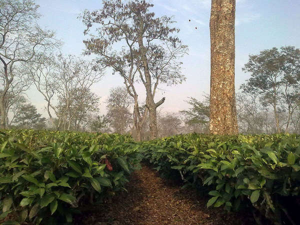 Low-down view of tea bushes with enormous leaves, numerous gnarly trees with barren branches rising in the distance