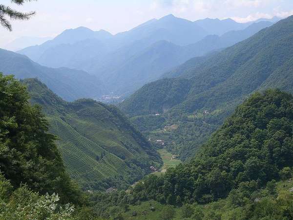 Lush green mountains mostly covered in forests, surrounding a valley, with finely-textured rows of tea plants covering one large hillside