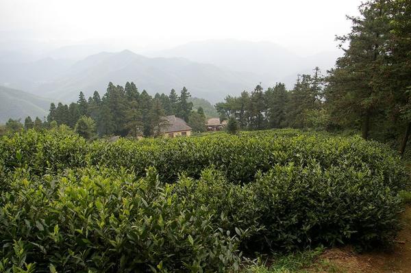 Tea plantation in lush, dark green, misty setting, with numerous evergreen trees in distance