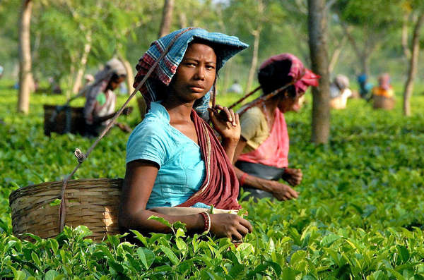 Women picking tea in a flat field of tea, with colorful teal and pink outfits, baskets on backs