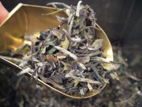 Loose-leaf tea in a brass-colored scoop, with mix of silvery tips and pale green to olive-brown leaves
