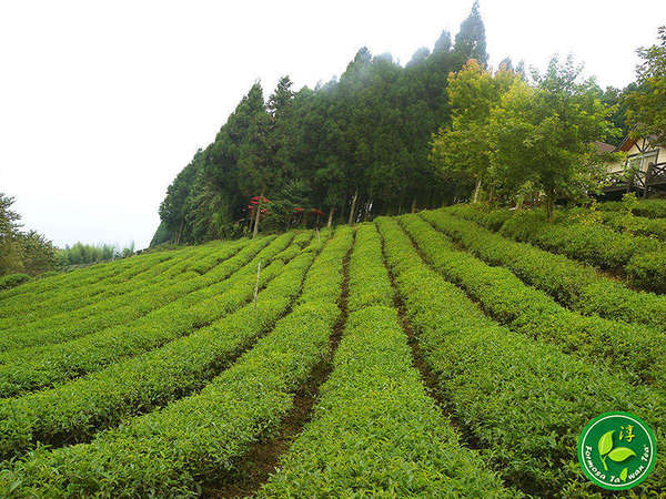 Looking head-on into rows of tea plants sloping up towards a dense stand of evergreen trees with a conical shape