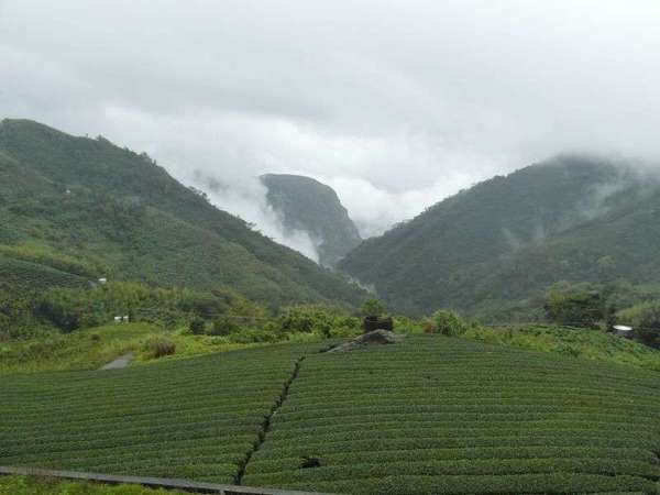 Neat rows of tea plants in the foreground with forested hillsides behind, clouds and mist flowing over them