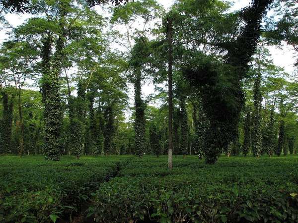 Very flat tea plantation with trees whose trunks are covered by dense vines