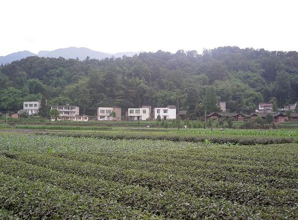 Rows of tea in a flat field, buildings in distance with forested hillside behind them