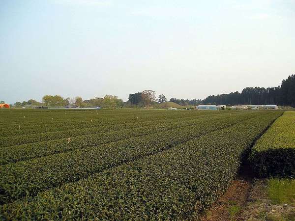 Orderly rows of tea in a completely flat landscape, dark olive-green in color