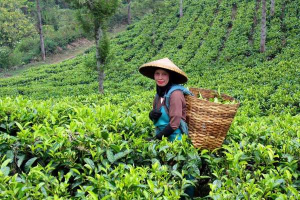 A woman in an upward-sloping tea field with a basket on her back, full of tea leaves