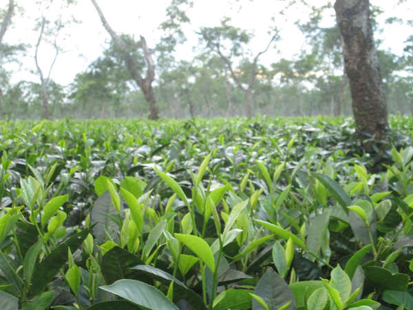 Lush, flat, green field of tea with large leaves, with scattered trees in distance