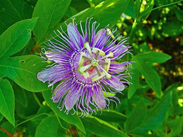 Striking purple flower with complex pattern, rounded white petals behind bright purple fringes, complex patterns in center, with green three-lobed leaves in the background