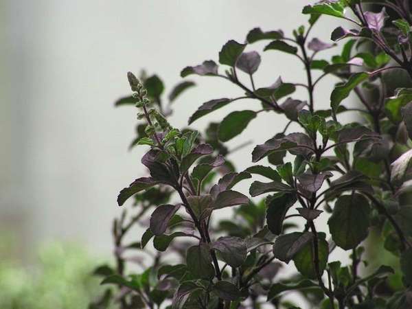 Small purple-green oval-shaped leaves arranged oppositely along stems of a plant, blurred pale background