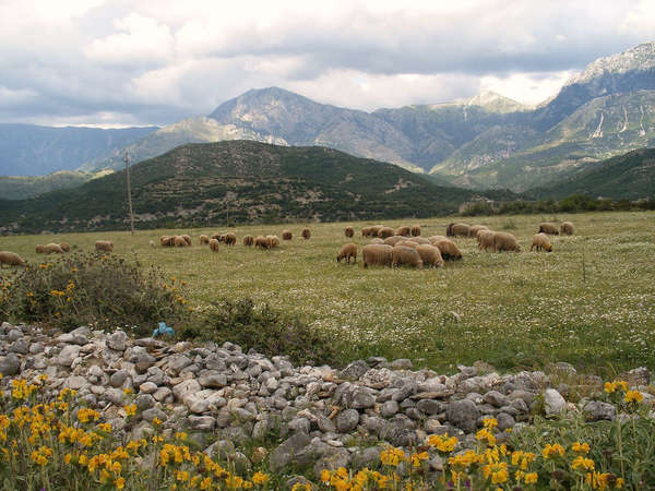 Sheep in a flat pasture, some yellow flowers and rocks in foreground, mountains in background, covered with dense clouds