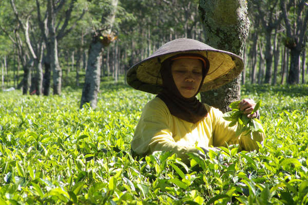 Woman picking tea in a flat tea field, with thick-trunked trees in background