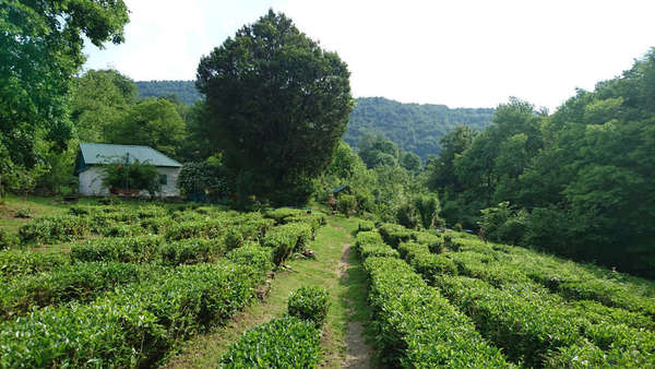 Low rows of tea bushes with wide rows between them, on a gently sloping hill, a building and forests in the background