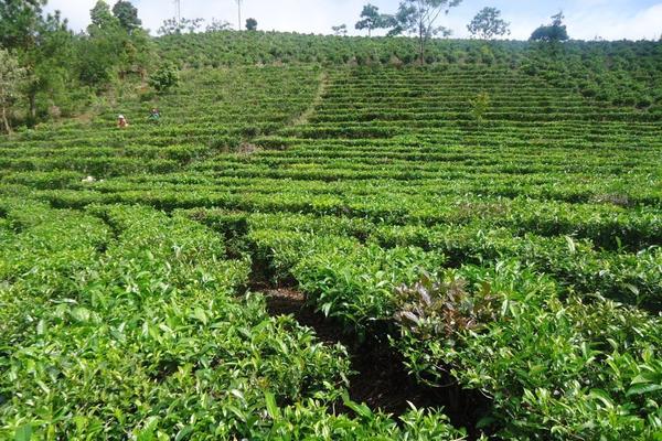 Tea plantation with rows of flat-topped bushes, showing picking table pruning method