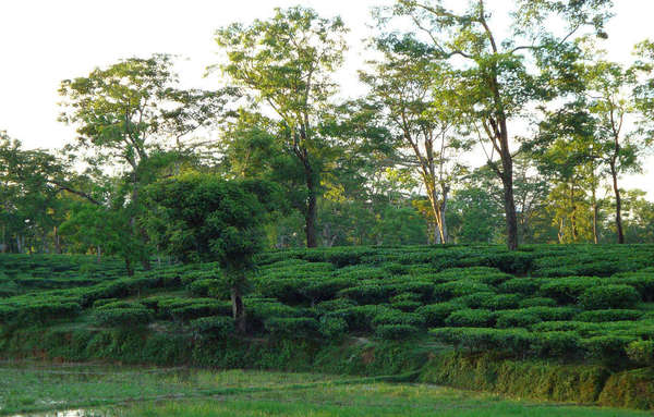 Terraces of tea plants in background rising up a gentle hill, trees behind that, flat grass in foreground