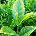 Pure Tea (Camellia sinensis)