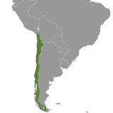 Map of Chile