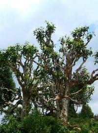 Ancient tea trees, with gnarly branches