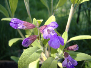 A common sage plant with pale green, oval leaves, and purple flowers