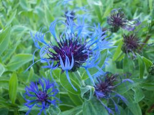 A cornflower plant in bloom, with vibrant blue blossoms